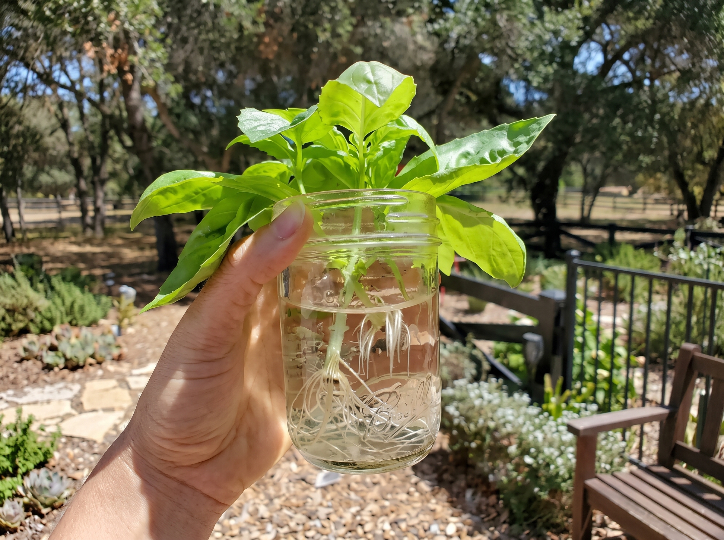 A rooted plant cutting held in a glass jar of water