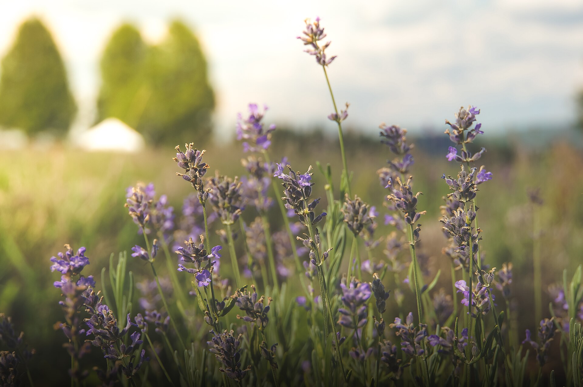 Rows of purple lavender in bloom under soft light