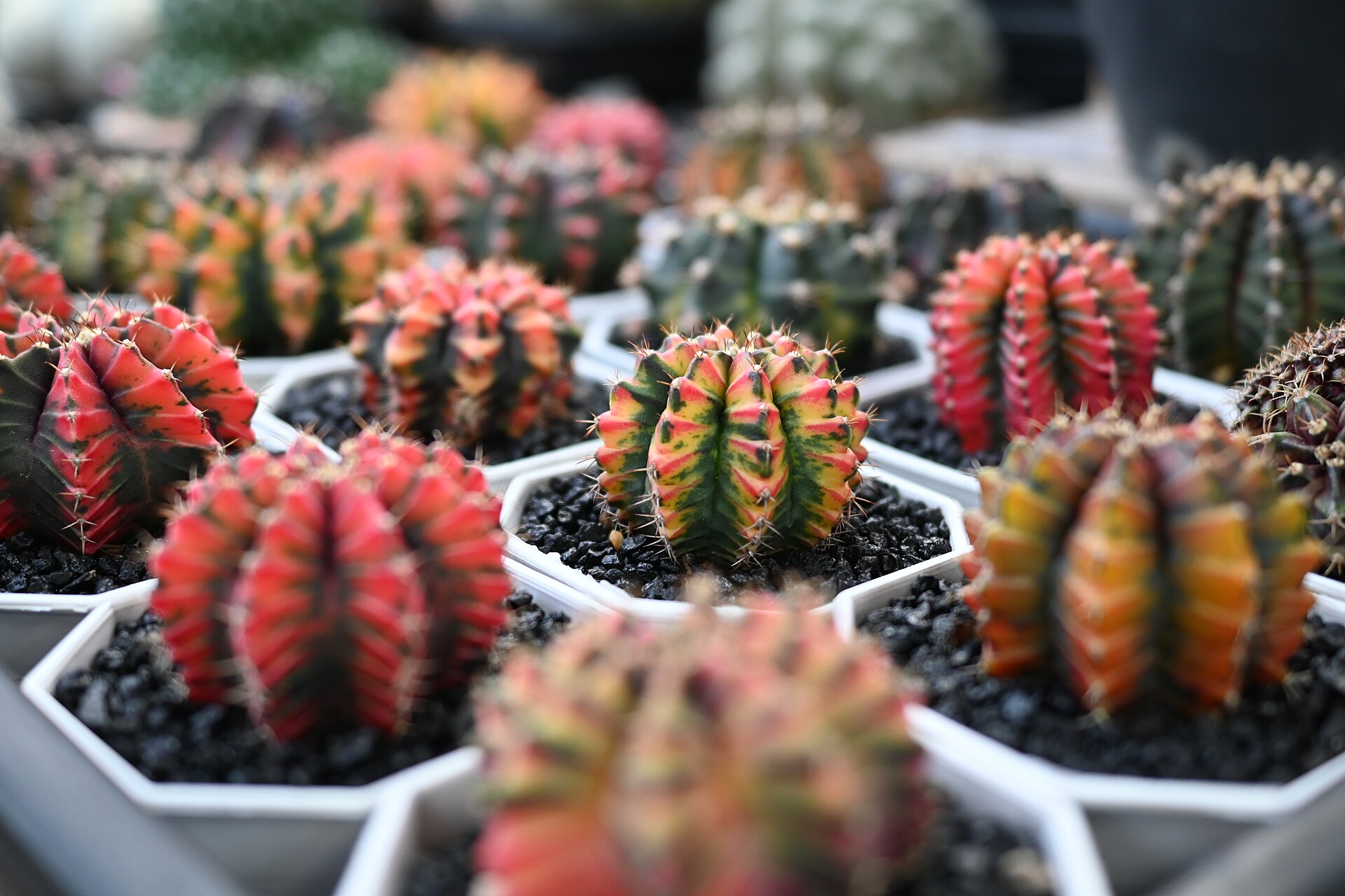 Rows of tiny potted cacti in small terracotta pots