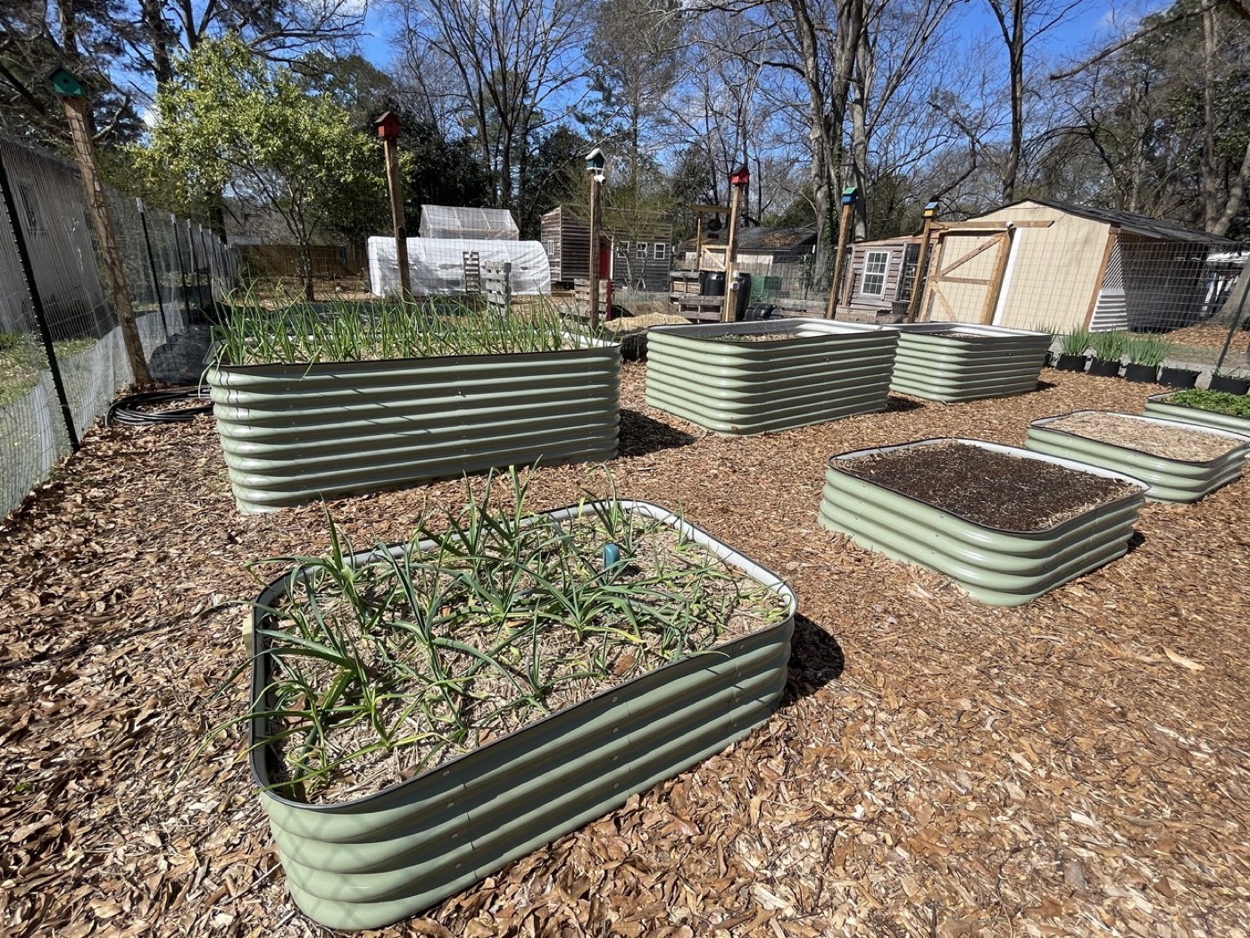 Wooden raised garden beds planted with rows of young vegetable seedlings
