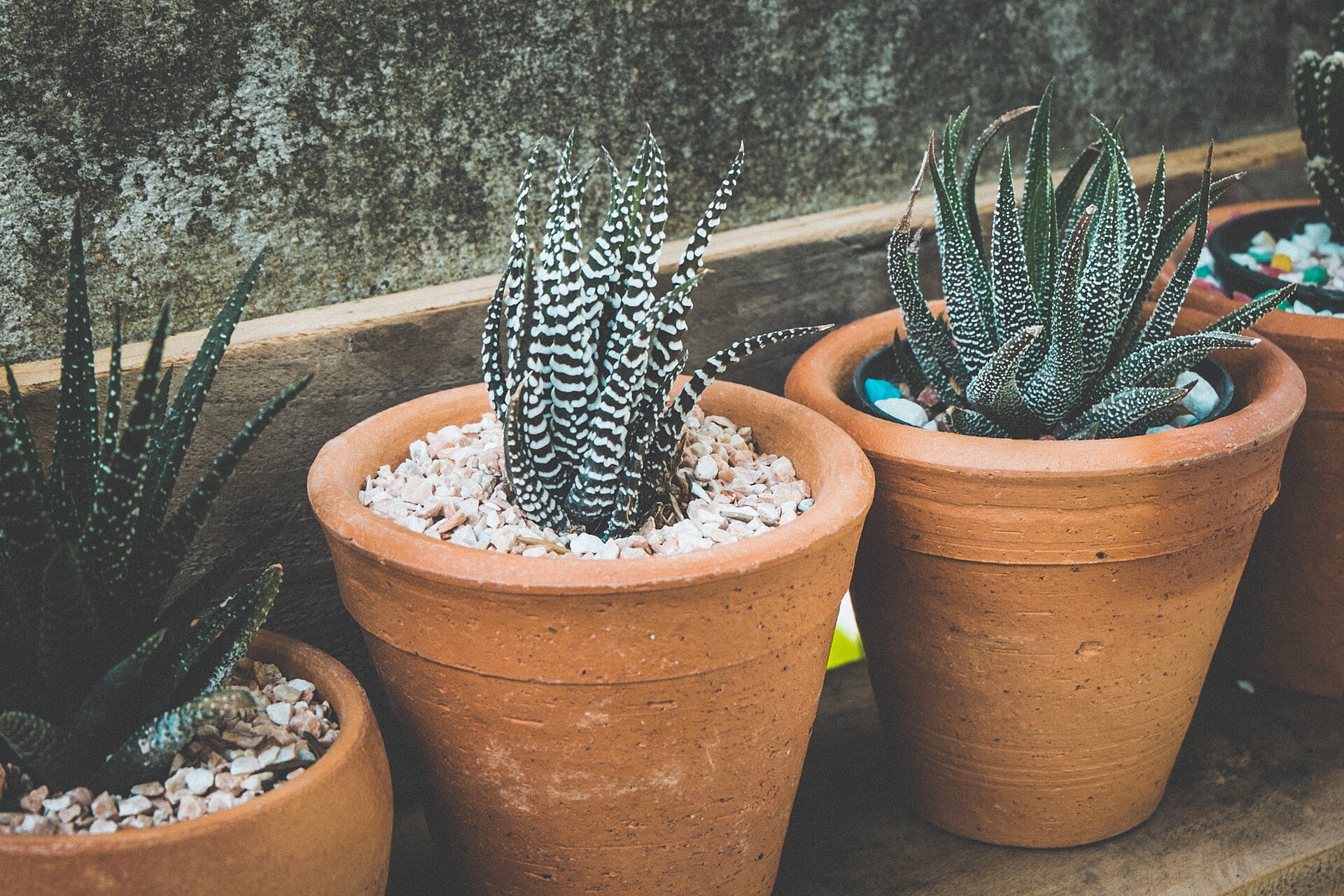 Small succulents planted in teacup-sized pots lined up on a table