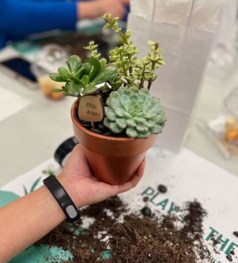 A potted succulent arrangement with a 'still alive' plant tag