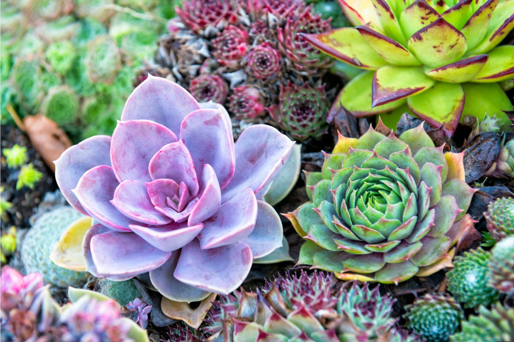 A vibrant close-up of colorful succulents