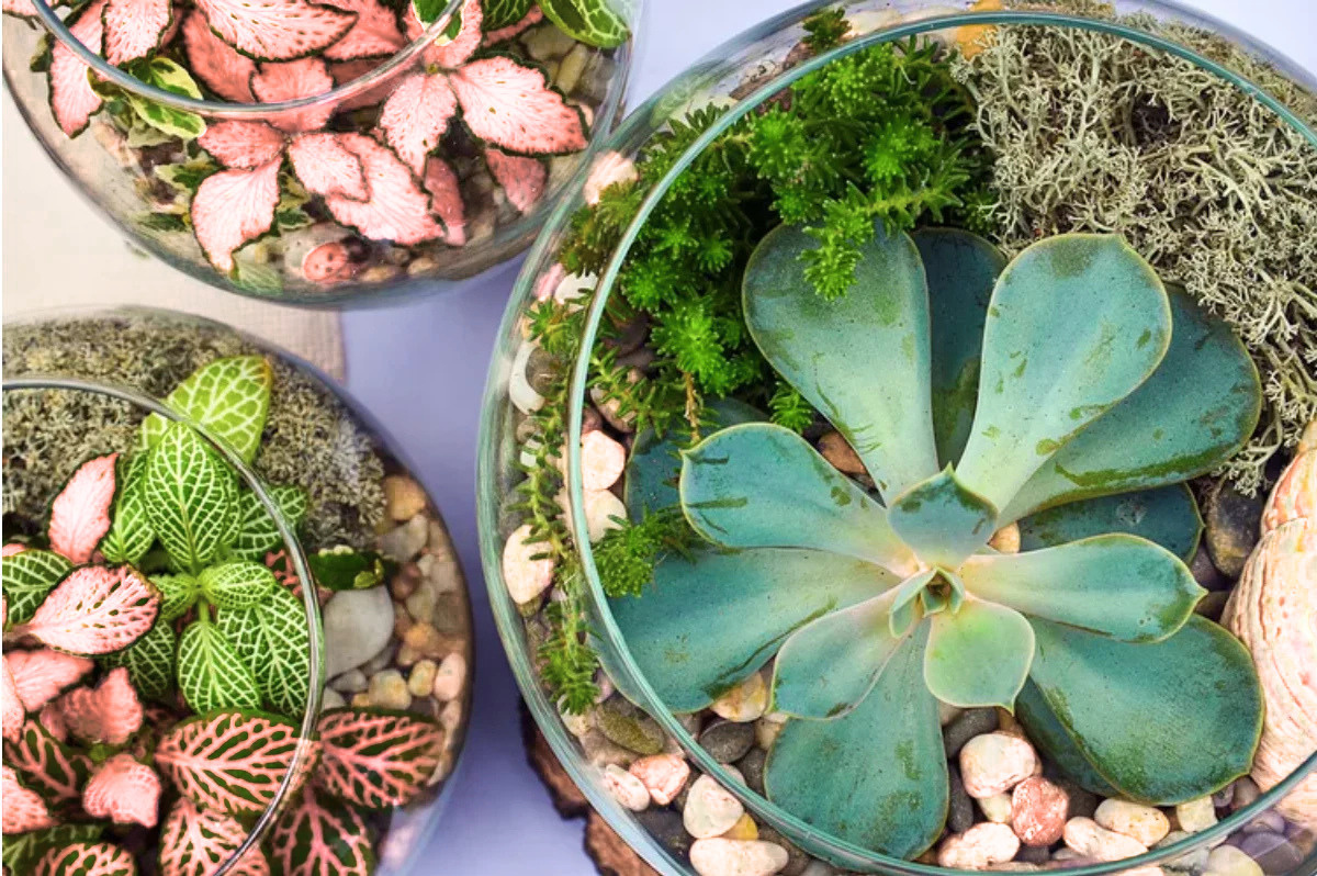 Overhead view of glass terrarium bowls filled with succulents, moss, and colorful foliage plants