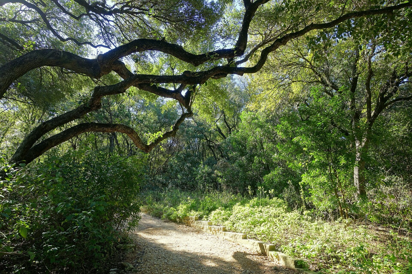 Sunlit live-oak branches arching over a garden path in Austin